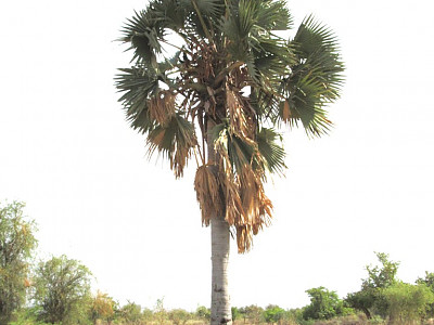 아프리카부채야자 사진 - Borassus aethiopum Photos