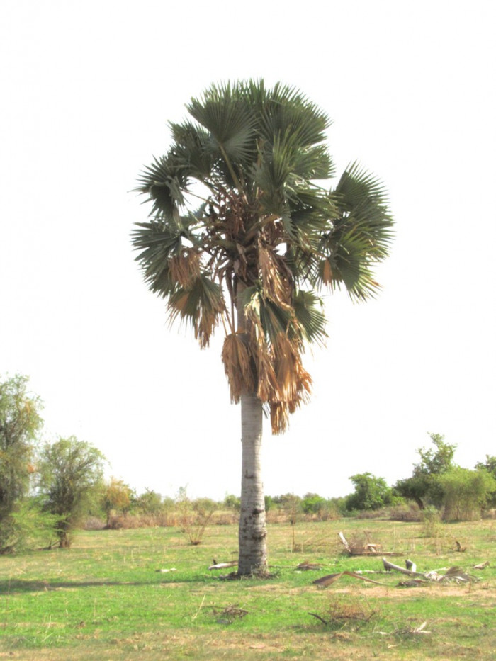 아프리카부채야자 - African fan palm, palmyra palm, deleb palm, ron palm, toddy palm, black rhun palm, Borassus aethiopum
