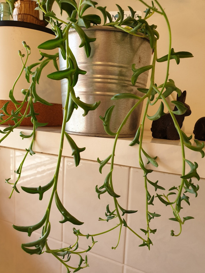 돌고래다육 - dolphin necklace, flying dolphins, string of dolphins, dolphin plant, Senecio hippogriff, Curio × peregrinus