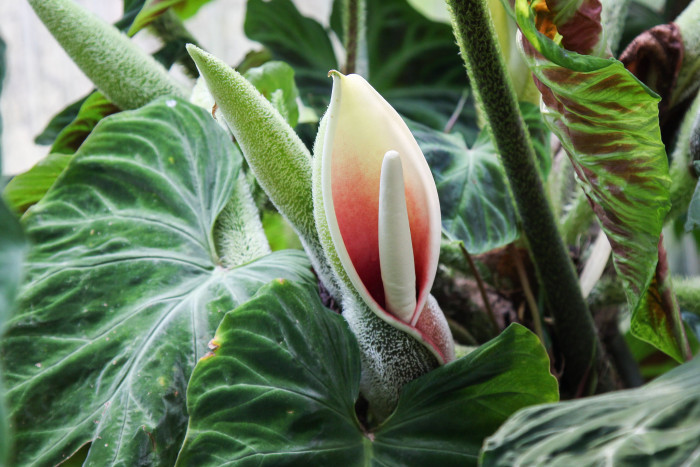 필로덴드론 베루코섬 - Philodendron Verrucosum