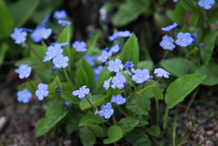 푸른 눈의 메리 - Blue eyed Mary, Omphalodes verna