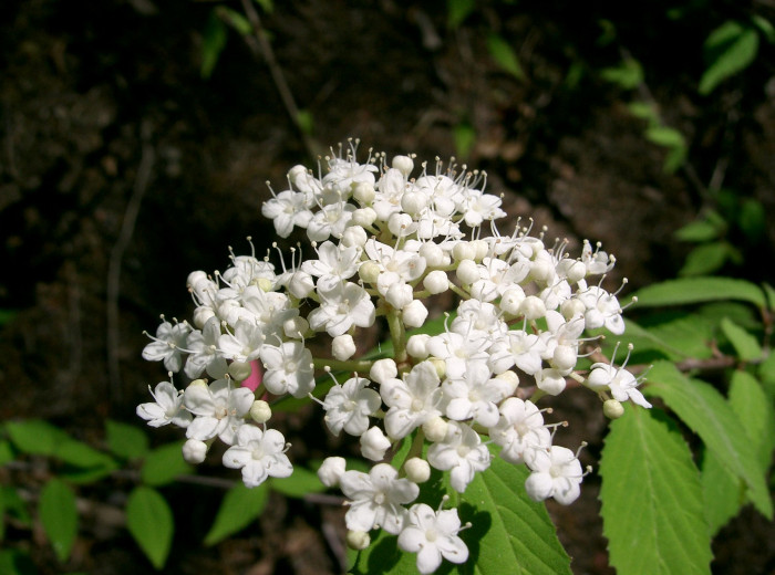 덜꿩나무 - Viburnum erosum Thunb.