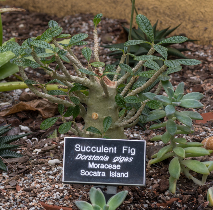 도스테니아 기가스 - Succulent Fig, Dorstenia gigas