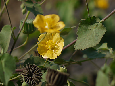 아부틸론 인디쿰 사진 - Abutilon indicum (L.) Sweet Photos