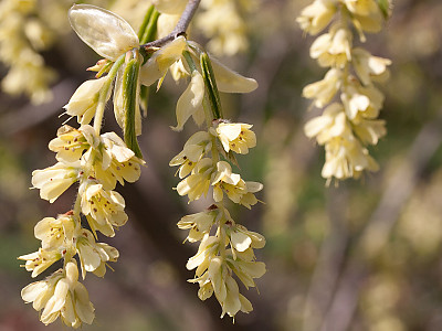 히어리 사진 - Corylopsis glabrescens Franch. & Sav. var. gotoana (Makino) T. Yamanaka Photos
