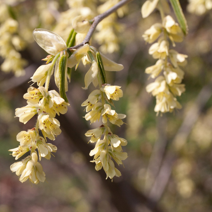 히어리 - Corylopsis glabrescens Franch. & Sav. var. gotoana (Makino) T. Yamanaka