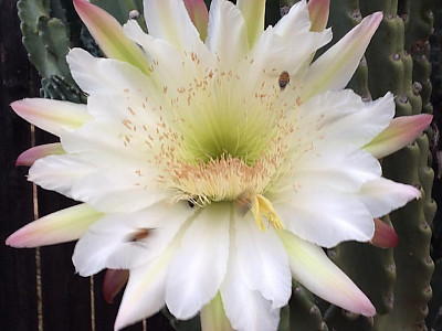 귀면각 사진 - Cereus peruvianus Mill. Photos
