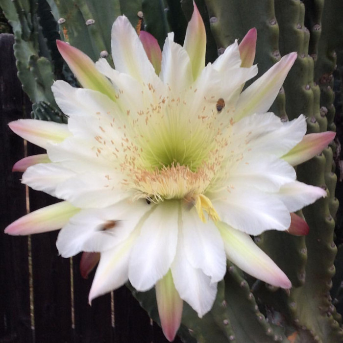 귀면각 - Peruvian apple, Apple cactus, Cereus peruvianus Mill.