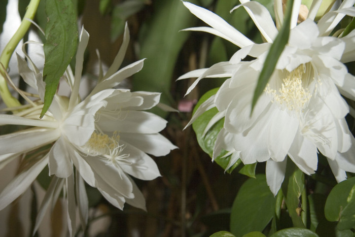공작선인장 - Epiphyllum spp.