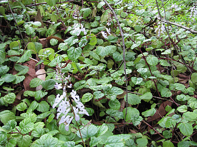 스웨디쉬 아이비 사진 - Plectranthus verticillatus. Photos