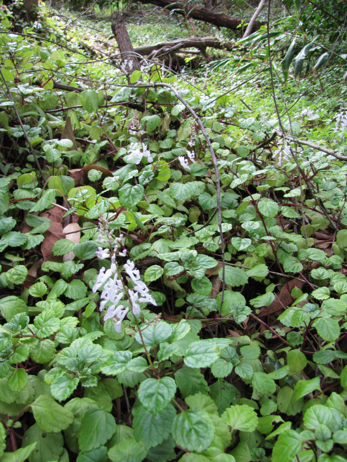 스웨디쉬 아이비 - Swedish Ivy, Plectranthus verticillatus.