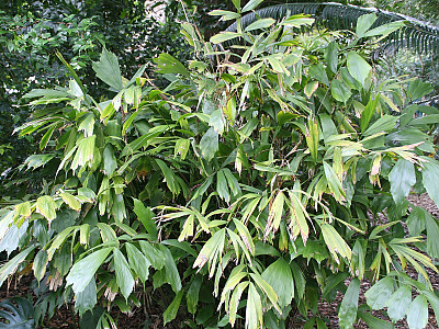 아렌가 코데이터 사진 - Arenga caudata Photos