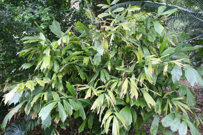 아렌가 코데이터 - Miniature Sugar Palm, Arenga caudata