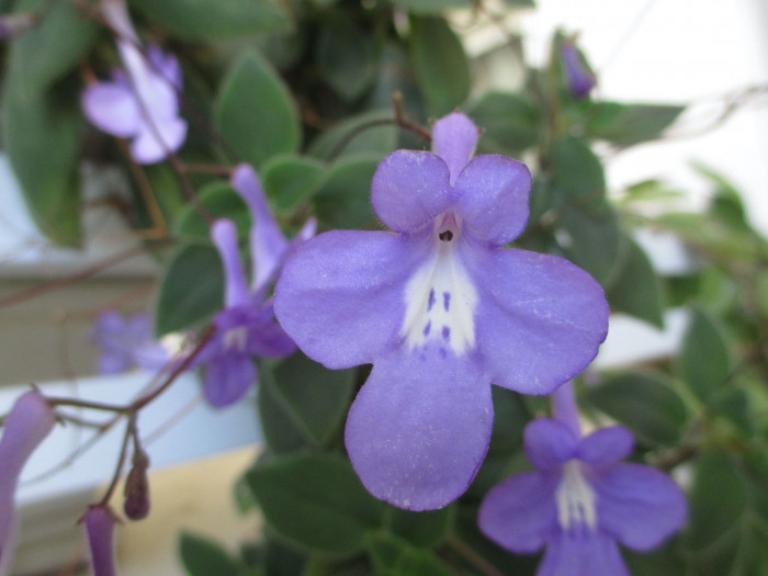 삭소름 - Violeta Pendente, Streptocarpus saxorum