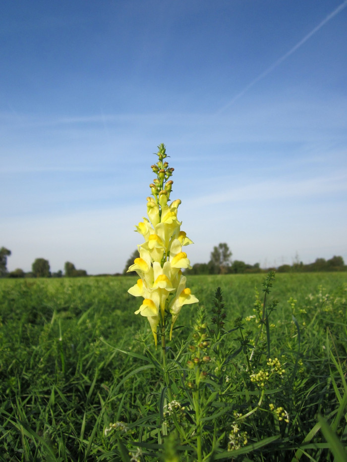 좁은잎해란초 - Linaria vulgaris Hill