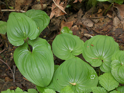 두루미꽃 사진 - Maianthemum bifolium (L.) F.W.Schmidt Photos