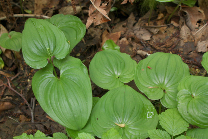 두루미꽃 - Maianthemum bifolium (L.) F.W.Schmidt
