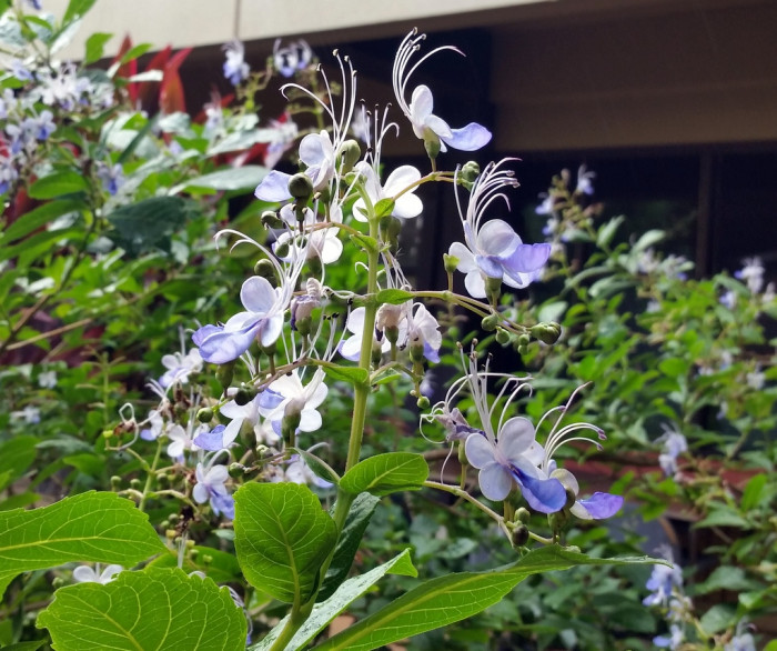 나비꽃 - Blue butterfly, Clerodendrum ugandense
