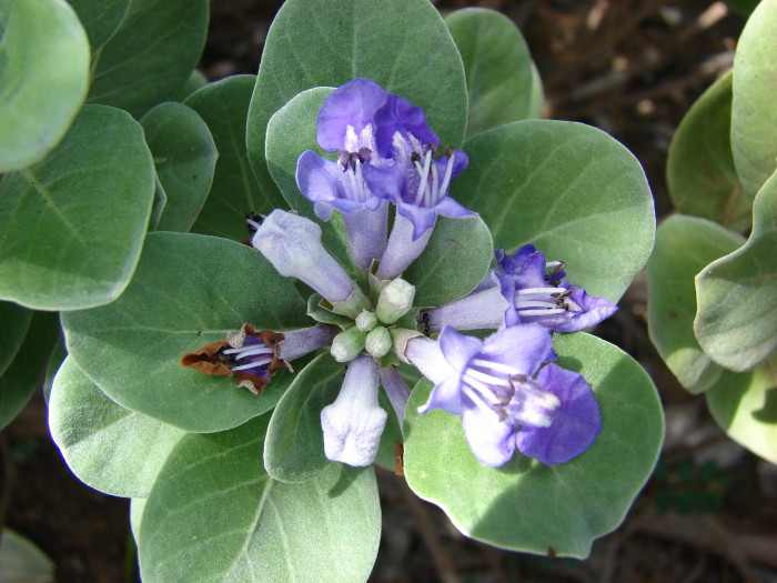 순비기나무 - Vitex rotundifolia L.f.