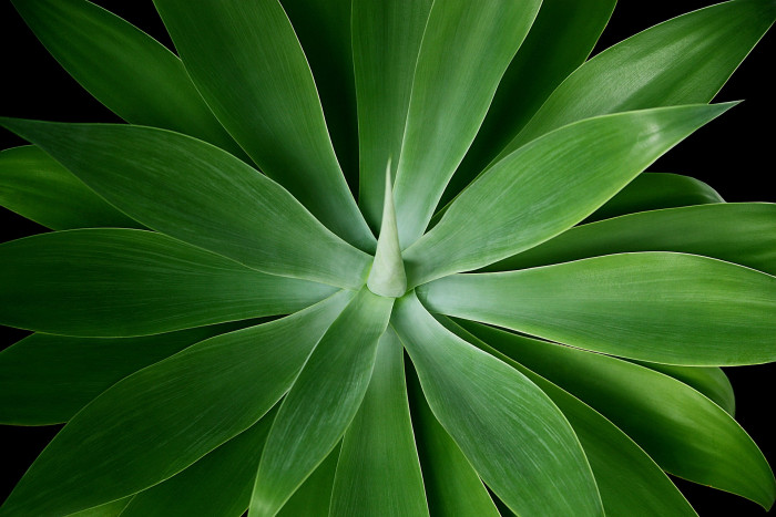 아테누아타 - Foxtail Agave, Dragon-Tree Agave, Spineless Agave, Agave attenuata