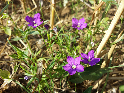 레고시아 사진 - Legousia speculum-veneris L. Photos
