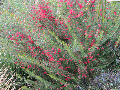 핑크단사 사진 - Grevillea rosmarinifolia Photos