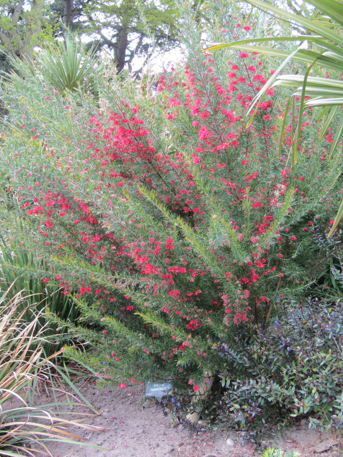 핑크단사 - Grevillea, Grevillea rosmarinifolia