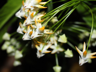 호야 멀티플로라 사진 - Hoya multiflora Photos