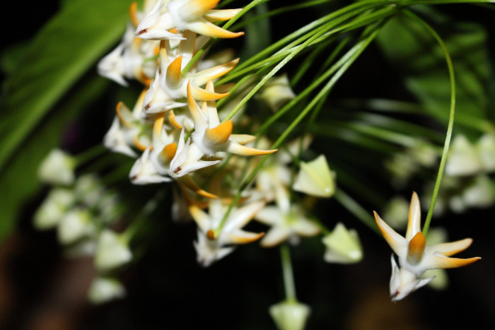 호야 멀티플로라 - Shooting Star Hoya, Many flowered Hoya, Wax Plant, Porcelain Flower, Hoya multiflora