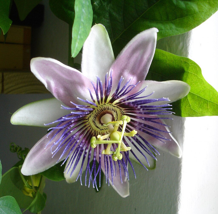 시계초 - passion flower, Passiflora caerulea