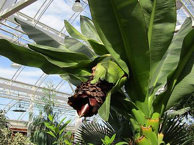 나무바나나 사진 - Ensete ventricosum Photos