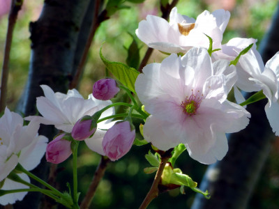 왕벚나무 사진 - Prunus yedoensis Matsum. Photos