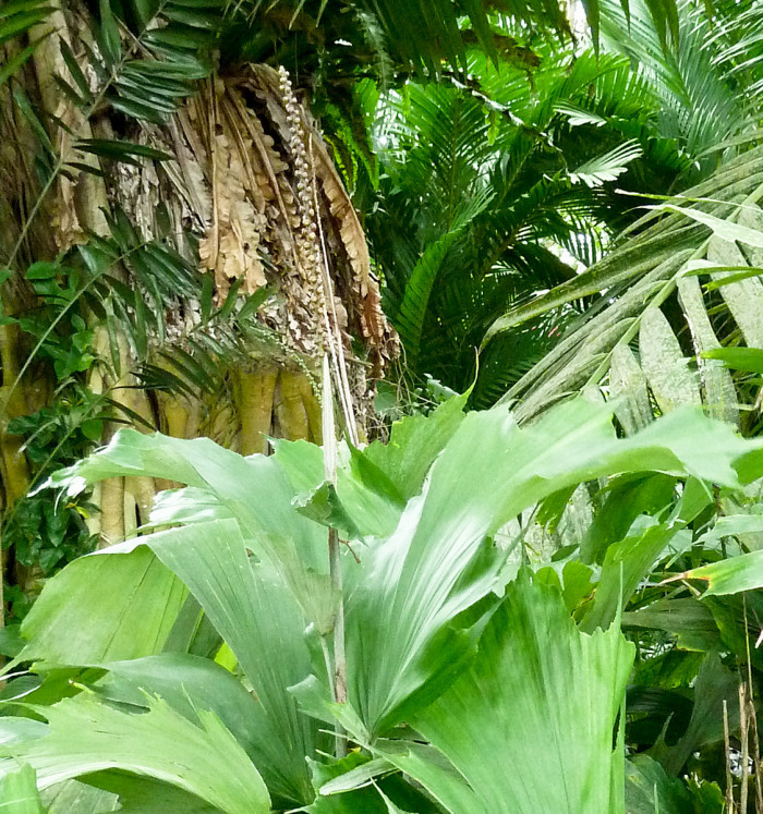 아렌가 후케리아나 - Hooker Fishtail Palm, Hooker