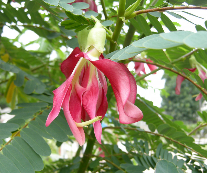 벌새나무 - vegetable hummingbird, agati, hummingbird tree, Sesbania grandiflora