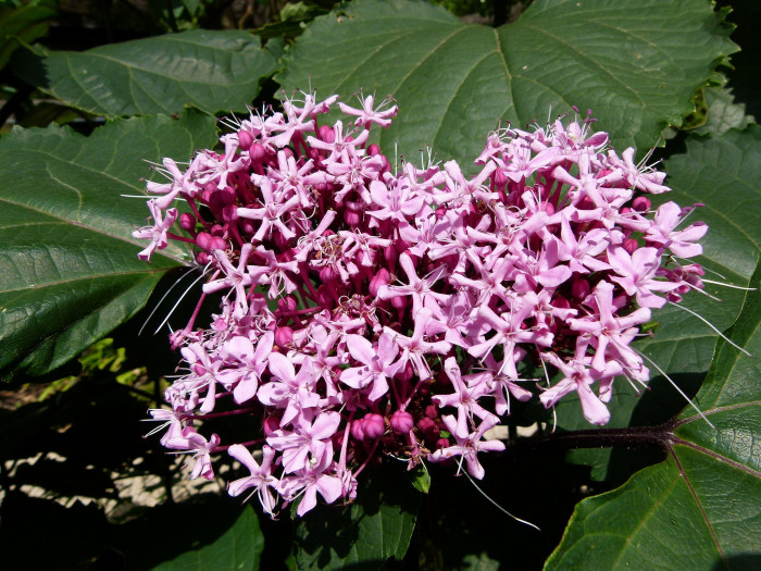꽃누리장 - Rose glory bower, Kashmir bouquet, Mexican hydrangea, Cashmir bouquet, Clerodendrum bungei