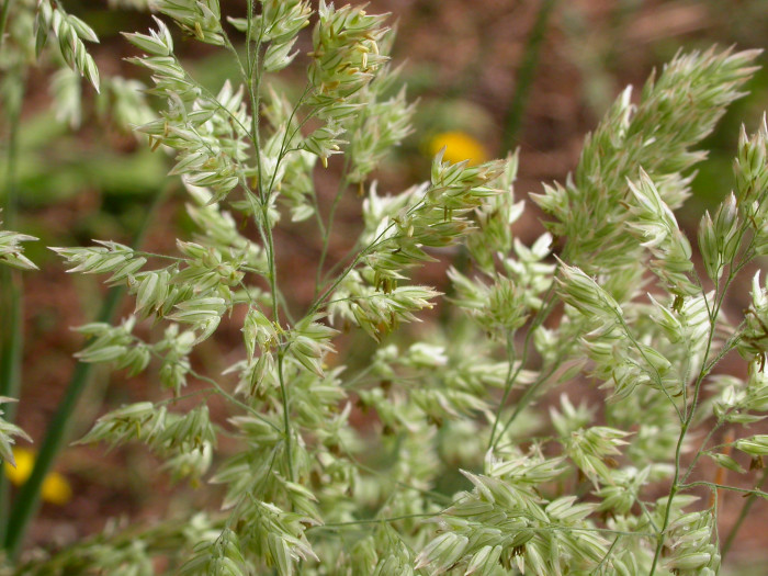 우단풀 - Holcus lanatus L.