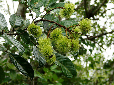 람부탄 사진 - Nephelium lappaceum Photos