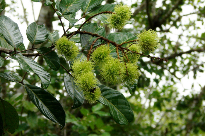 람부탄 - Rambutan, Nephelium lappaceum