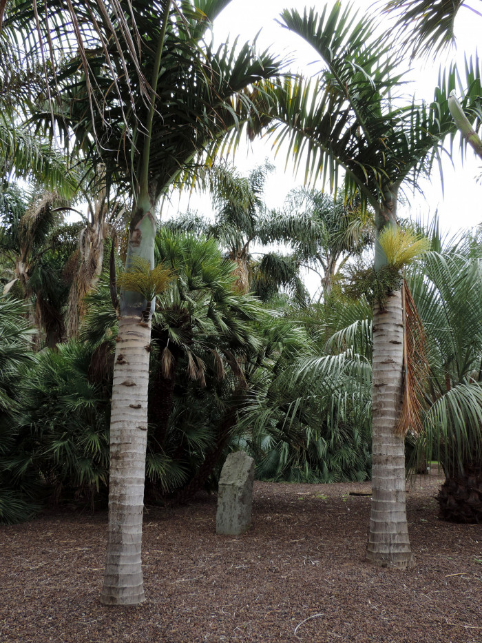 스핀들야자 - Spindle Palm, Hyophorbe verschaffeltii