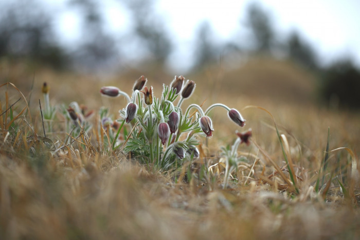 할미꽃 - Pulsatilla koreana