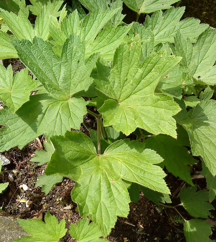 대상화 - Anemone hupehensis var. japonica (Thunb.) Bowles & Stearn