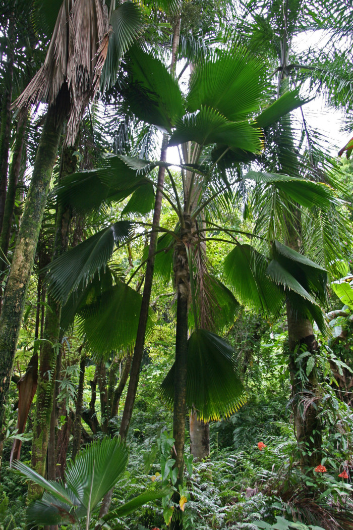 비제여야자 - Fiji fan palm, Pritchardia pacifica seem.& H. Wendl.