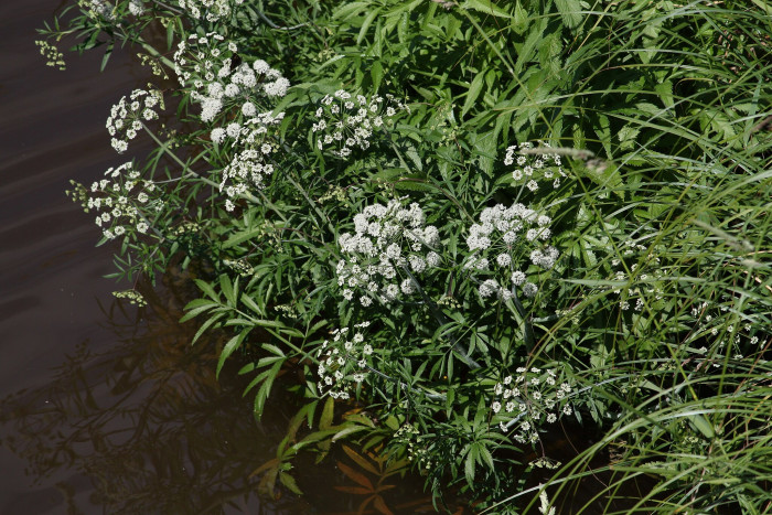 독미나리 - Djdjjdjdjdj, Cicuta virosa L.