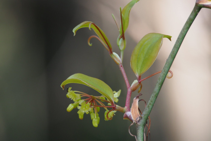 청미래덩굴 - Smilax china L.