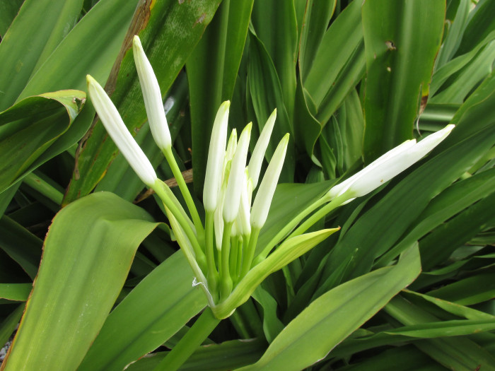 문주란 - poison bulb, giant crinum lily, grand crinum lily, spider lily, Crinum asiaticum var. japonicum Baker