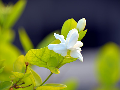아라비안 자스민 사진 - Jasminum sambac (L.) Aiton Photos