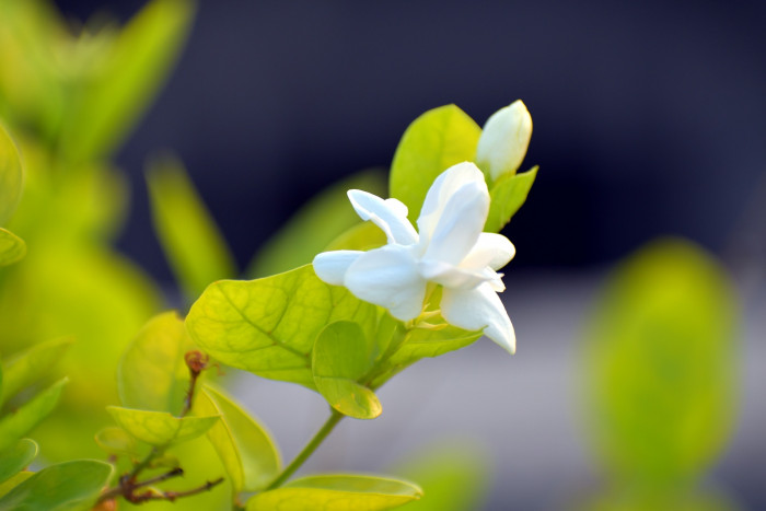 아라비안 자스민 - Arabian Jasmine, sambac-flowering, Jasminum sambac (L.) Aiton
