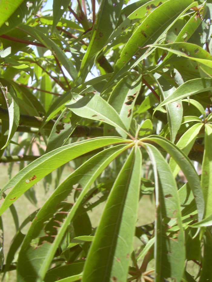 세이보나무 - Kapok, Ceiba. Java cotton, Java kapok, silk-cotton, Ceiba pentandra ( L. ) Gaertn.