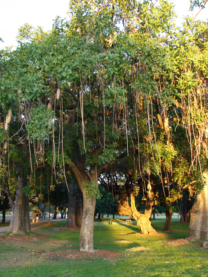 소시지나무 - Sausage Tree, Kigelia africana