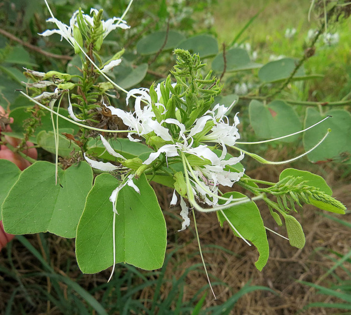 바우히니아 디바리카타 - Mountain ebony, kachnar, Bauhinia divaricata L. 
